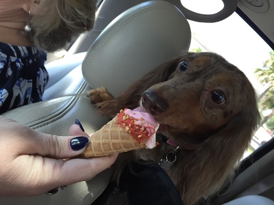 ice cream causes health issues among dogs