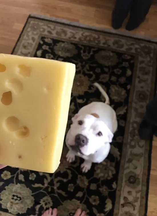 is it good for dogs to eat cheese