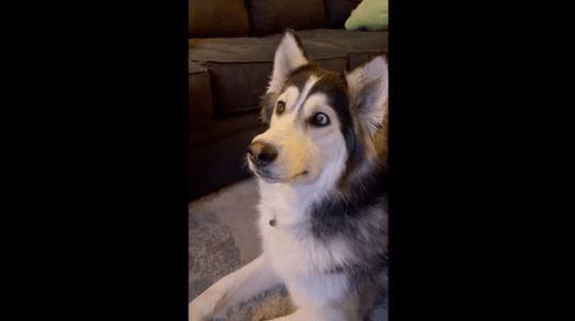 A dog famous for watching TV sees her own video. Check His Reaction