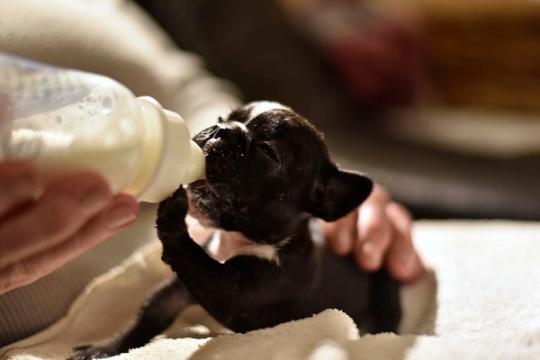 Bottle Feeding Puppies – Step by Step Guide
