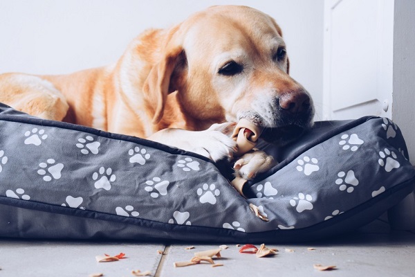 Choosing A perfect chews for your dog