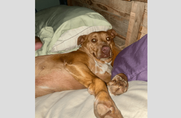 Couple in Tennessee Wake Up to Find a Stranger Dog in their Bed