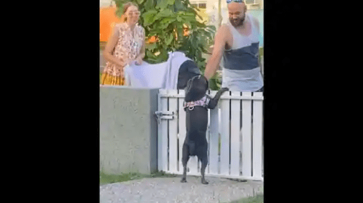 Couple pets neighbor's dog everyday
