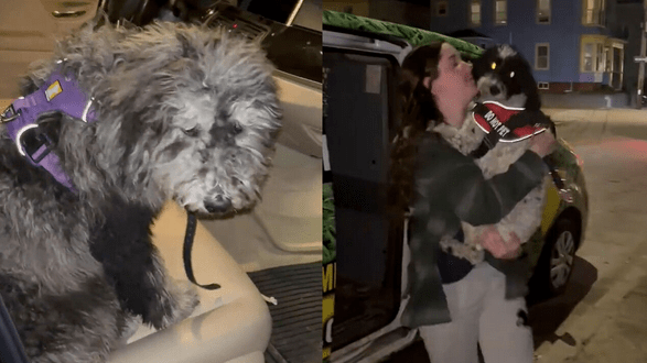 Dog Daycare Van Stolen in Wrentham Found in Rhode Island