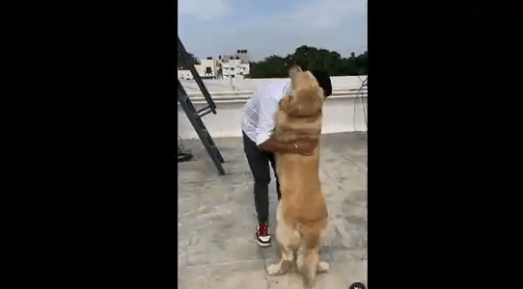 Dog Meets Its Human After Many Days