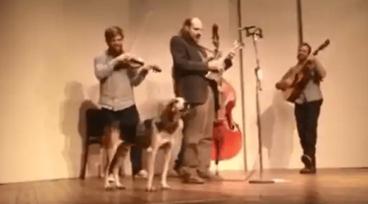 Dog Sleeping Backstage Wakes Up and Joins Band to Sing