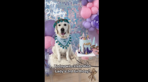 Dog celebrates her third birthday with mermaid themed party in pool