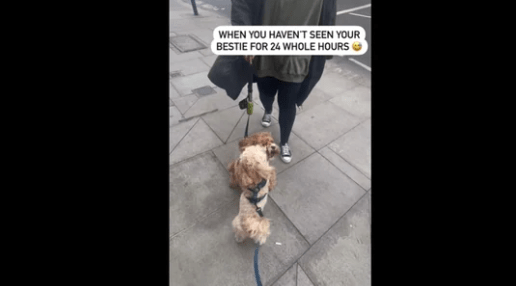 Dog gets really excited to meet its best friend after 24 hours