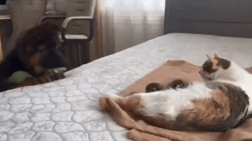 Dog meets newborn kittens, video shows pooch’s gentle behaviour