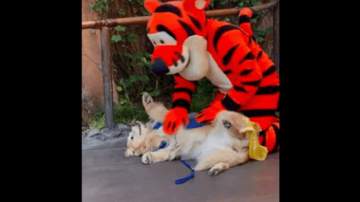 Dog reacts after meeting her favorite cartoon character