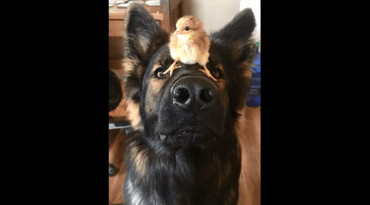 Dogs interact very gently with newly hatched chicks
