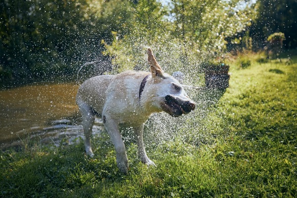 Guide on how to keep your dog cool during soaring temperature