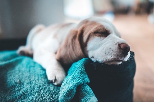 How to Make your puppy to Sleep Through the Night