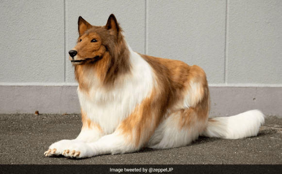 Japanese Man Become A ‘dog’ By Spending 12 Lakh