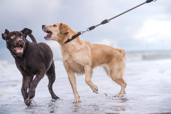 Leash Reactive Dogs Signs, Causes and Training