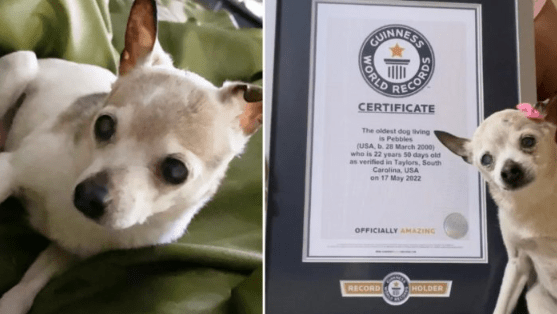 Meet Pebbles, World’s Oldest Living Dog