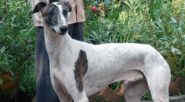 Rampur Greyhound - Everything You Want To Know