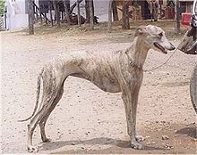 Rampurgreyhound