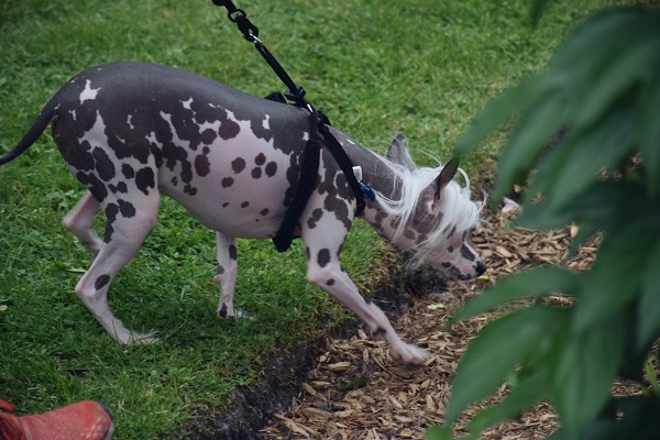 The Best Hairless Dog Breeds You Should Know