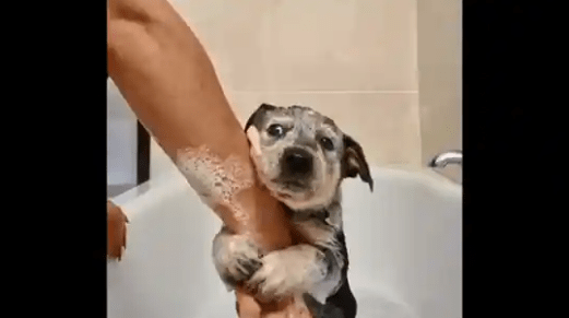Viral Video of Dog holds human's hand tightly while having its first bath