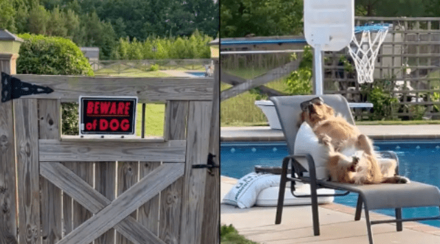 Viral video of golden retriever chilling near the pool