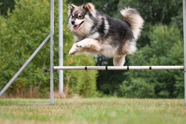 Why is agility training crucial for dogs