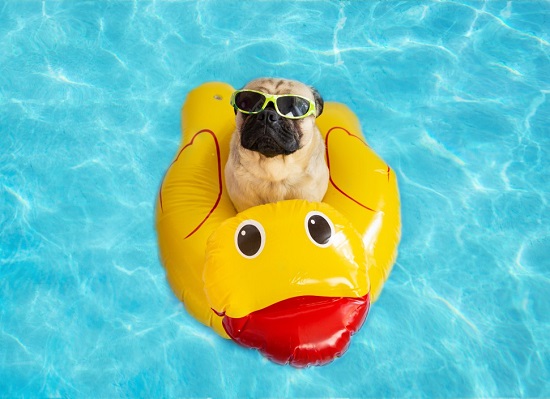 keep your dog cool during soaring temperature