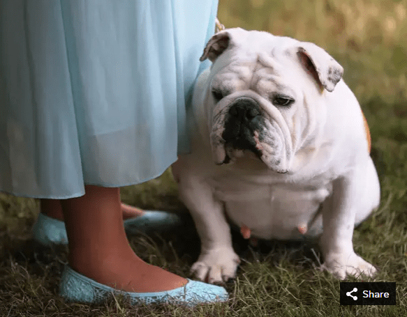 A Bulldog waits to compete in the Toy, Terrier, and Non-Sporting dogs breed judging event.