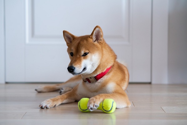 A New Study Shows How Dogs Think Of Their Toys
