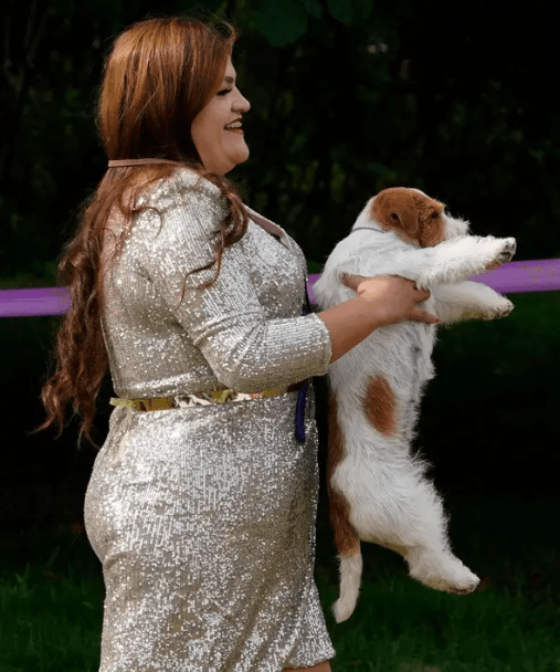 A Russel Terrier is carried to the ring.