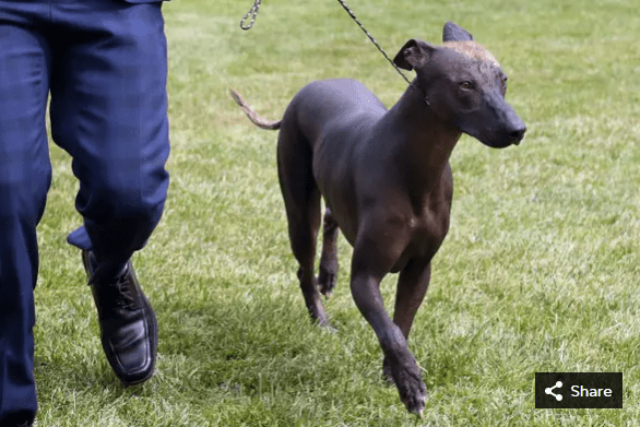 A Xoloitzcuintli competes at the Westminster Kennel Club Dog Show. The Xolo, as it's known for short, is an often hairless breed that originally comes from Mexico.