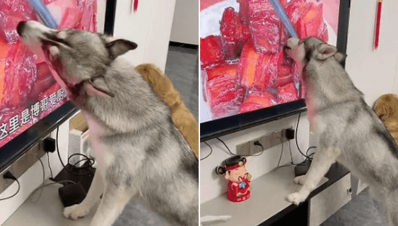 Adorable Dog Accidentally Licks Meat Shown On TV