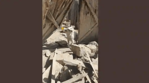 Afghanistan Dog Comes To Departed Owner's House And Cries Each Day