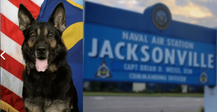 Benga a Military dog, retires from NAS Jacksonville