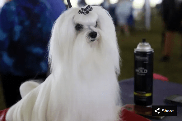 Bentley, a Maltese, waits to compete at the Westminster Kennel Club Dog Show.