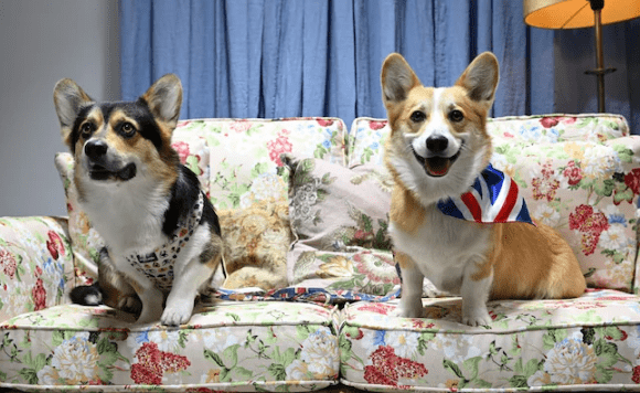 Cuddles With Corgis To Have a good time Queen Elizabeth’s Favorite Canine