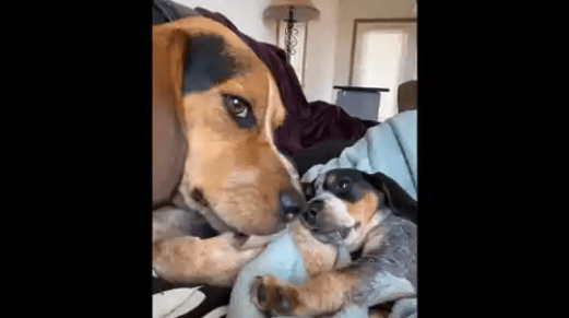 Dog Becomes Friends With Puppy After Some Hesitation