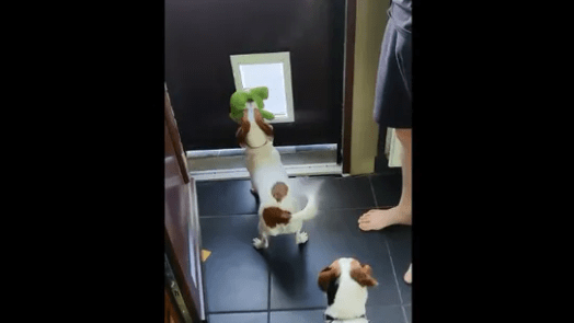 Dog Unable To Go Pass the Pet Door Lets Another Pooch Pass First