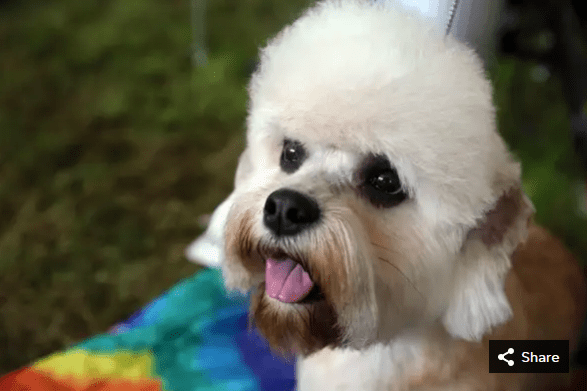 Georgia, a Dandie Dinmont terrier, waits to compete at the Westminster Kennel Club Dog Show.