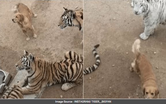 Golden Retriever Roams Among Tigers Fearlessly, Internet Shocked