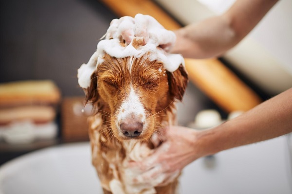 How to Clean your Dog without Bathing them