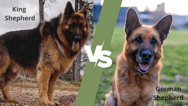 How to Spot the Difference between King Shepherd and German shepherd