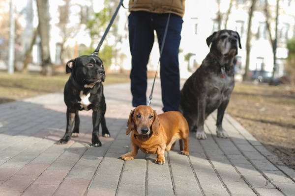 HC duy trì lệnh ‘Một gia đình, một con chó’ và yêu cầu chủ sở hữu đăng ký thú cưng của họ
