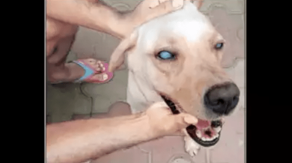 Kolkata Ailing Cop Sniffer Dog Waits For Chennai Trip Approval