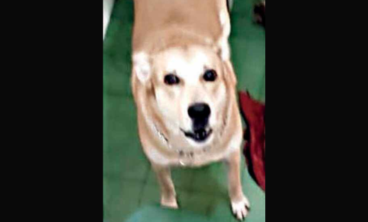 A Pet Dog Prevented ATM Robbery In Hazaribag
