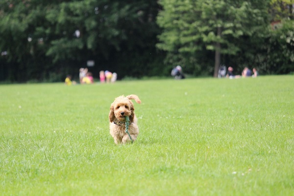Lucknow Will Soon Have Its First Dog Park