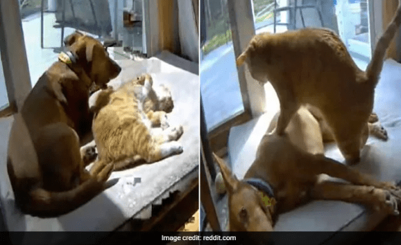 Owner Shares Cute Video of Difference Between Her Cat and Dog