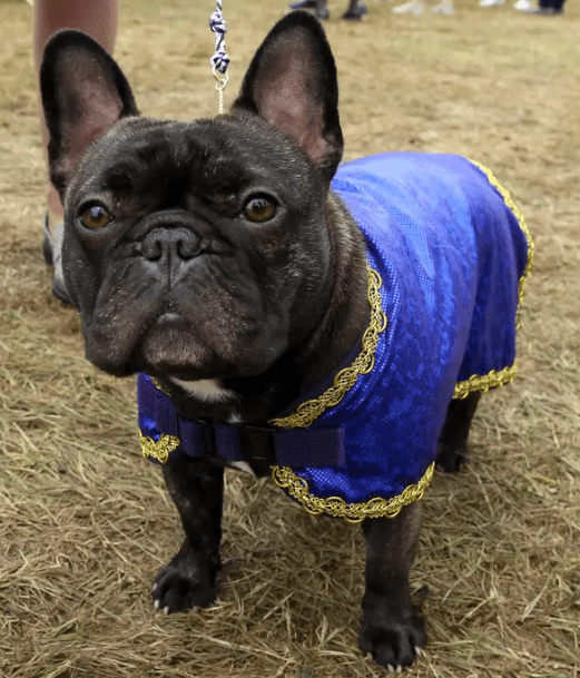 Splash, a French bulldog, takes in her surroundings after competing at the Westminster Kennel Club Dog Show.