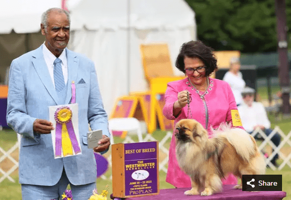 Terri Galle smiles as her Tibetan Spaniel Speaker has his photo taken after being named Best of Breed in the Toy, Terrier, and Non-Sporting dogs breed judging event.