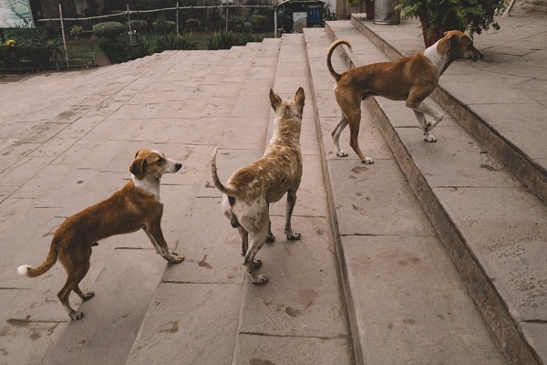 The Population Of Stray Dogs Increased Dramatically In Mumbai